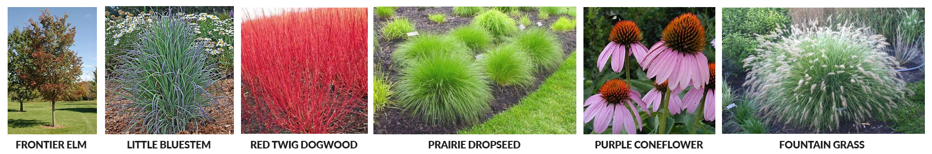 Plants in KHI pocket park